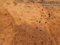 Coyote Tracks