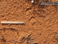 Deer Tracks