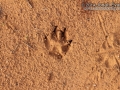 Dog Tracks