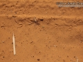Dove Tracks