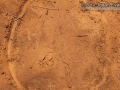 Dove Tracks