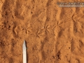 Ground Dove Tracks