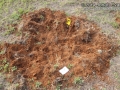 Hog Rooting