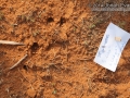 Hog Tracks