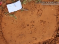Raccoon and Rabbit Tracks
