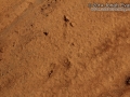 Roadrunner Tracks