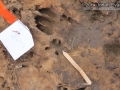 Baby Hog Tracks