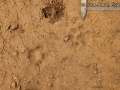 Bobcat Right Front Track