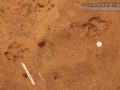 Coyote Tracks