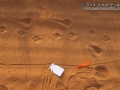 Coyote Tracks