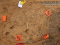 Coyote Tracks