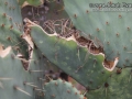 Deer Feeding on Prickly Pear