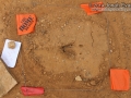 Deer Hind Track