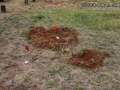 Hog Rooting