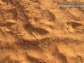 Hog Tracks