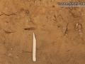 Roadrunner Tracks