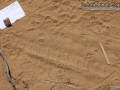 Beetle Tracks