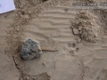 Bobcat Track