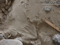 California Ground Squirrel Tracks