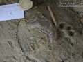 Dog Tracks