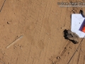 Jackrabbit Tracks