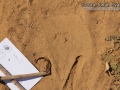 Kangaroo Rat Tracks