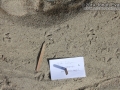 Killdeer Tracks
