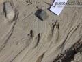 Llama Tracks