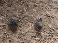 Owl Pellets