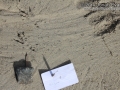 Raven Tracks