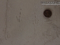 Scrub Jay Tracks