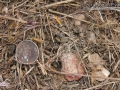 Vole Scat