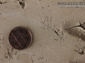 Vole Tracks