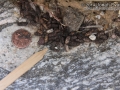 Woodrat Scat
