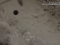 Woodrat Tracks
