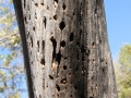 Acorn Woodpecker Tree