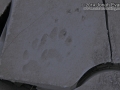 Badger Tracks