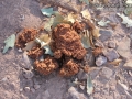 Bear Scat