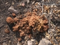 Bear Scat