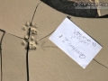 Bobcat Tracks