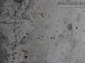 Bobcat Tracks