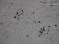 Caterpillar Frass