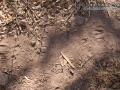 Deer, Gray Fox, and Jay Tracks
