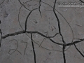 Duck Tracks