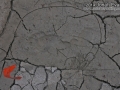 Human Tracks