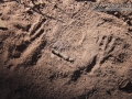 Jay Tracks