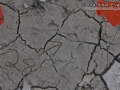 Peccary Tracks
