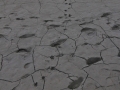 Raccoon Tracks