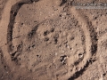 Ringtail Tracks