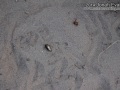 Roadrunner scat and praying mantis egg sack